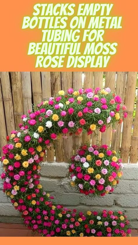 Rose Display, Moss Roses, Blooms All Summer, Vegetable Garden Raised Beds, Moss Rose, Moss Garden, Rose Drawing, Winter Nature, Planting Roses