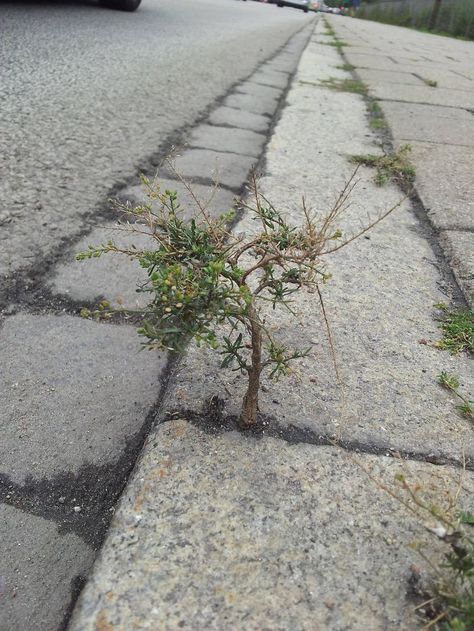 Reminds me of a tree grows in Brooklyn novel ❤️ A Little Tree On The Sidewalk Life Finds A Way, Wallpapers Nature, Dramatic Photos, Tree Felling, Miniature Paintings, Beautiful Trees, Pink Garden, Tree Roots, Big Tree