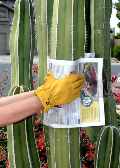 How to Save Money on Succulents Cactus Garden Landscaping, Garden Cactus, Arizona Gardening, Desert Garden, Succulent Garden, Replant, Desert Plants, Fence Post, Cactus Y Suculentas