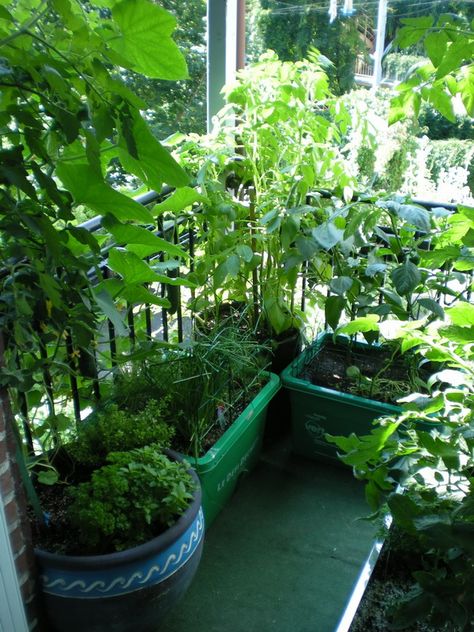 Make a garden on your balcony - great tutorial for beginners - from what soil to use, to how to set up your garden for best sunlight, to which plants need what. Apartment Balcony Garden, Small Balcony Garden, Balcony Plants, Meteor Garden 2018, Food Garden, Apartment Garden, Garden Cottage, Edible Garden, Small Gardens