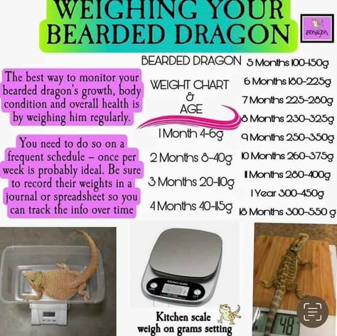 Bearded Dragon Weight Chart, Beardie Enclosure, Bearded Dragon Enclosure Ideas, Bearded Dragon Setup, Diy Bearded Dragon Enclosure, Dragon Enclosure, Bearded Dragon Terrarium Ideas, Dragon Terrarium, Lizard Terrarium