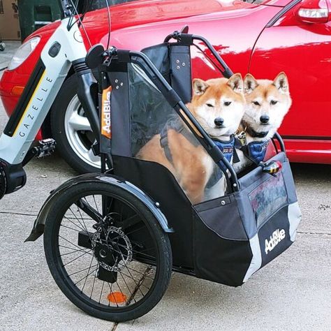 Cargo bike: switch for it or turn your own bike into a three-wheeled bike Dog Carrying Bag, Dog Bike Carrier, Dog Transport, Dog Bike, Dog Bike Trailer, Bike Cargo Trailer, Bike Cart, Trike Bicycle, Biking With Dog