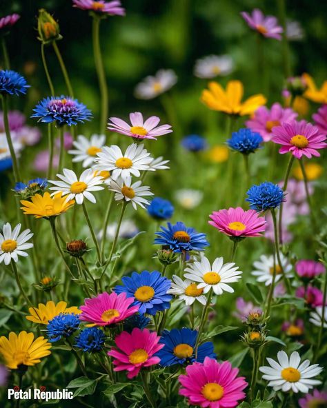 30 Beautiful Native Spanish Flowers to Admire Wildflower Close Up, Spanish Flowers, Spanish Bluebells, Dianthus Caryophyllus, January Birth Flowers, Mediterranean Plants, Perennial Shrubs, Laurel Leaves, Ground Cover Plants