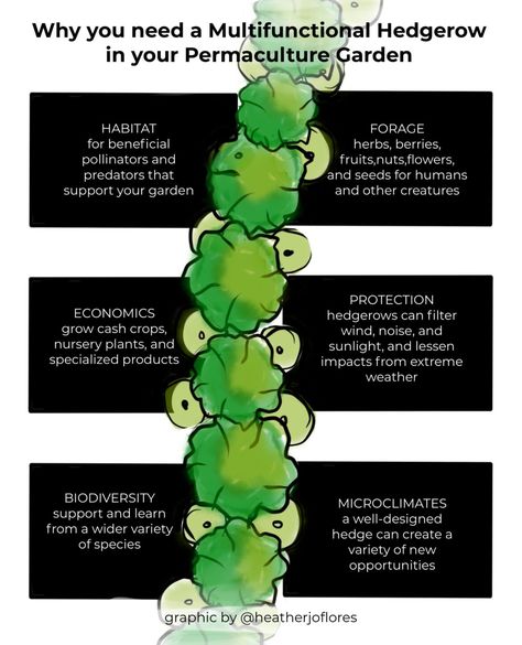 Hedgerow Fence, Permaculture Layout, Backyard Orchard, Black Plants, Permaculture Garden, Soil Conservation, Homestead Life, Regenerative Agriculture, Conservation Of Natural Resources