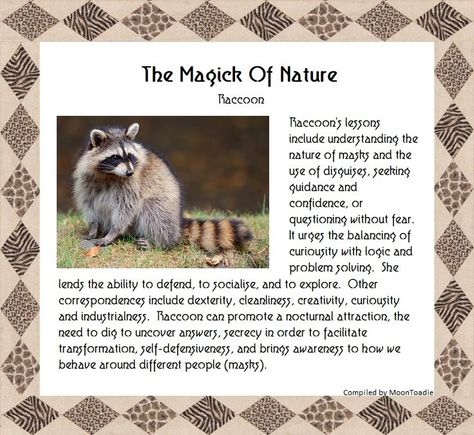 Spirit Animal Raccoon, Raccoon Spirit Animal, Spiritual Animals, Spirit Animal Meaning, Totem Animals, Animal Meanings, Witches Familiar, Spiritual Animal, Animal Spirit Guides