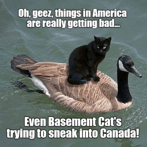 fowl indeed - Lolcats - lol | cat memes ... Animals Friendship, A Black Cat, Blue Merle, Funny Animal Pictures, Cats Dogs, Beautiful Cats, 귀여운 동물, Cute Funny Animals, Animals Friends