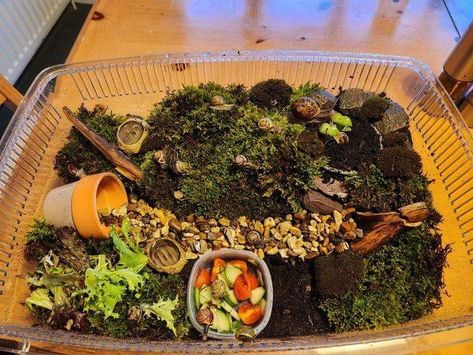 Terrarium made for 13 snails Land Snail Terrarium, Terrarium For Snails, Snail Enclosure Ideas, Snail Enclosure, Snail Terrarium, Snail Garden, Snail Tank, Terrarium Tank, Garden Snail