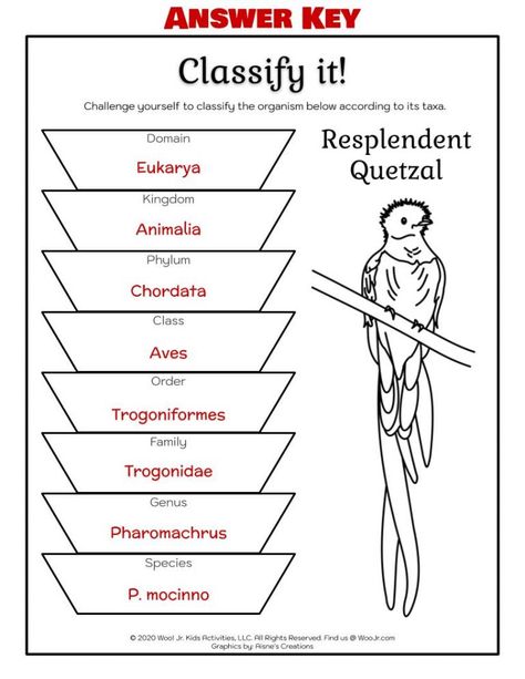 Classification System Science Lesson: Learning Taxonomy | Woo! Jr. Kids Activities Animal Taxonomy, Taxonomy Biology, Classification Of Plants, Taxonomic Classification, Science Lesson, 5th Grade Science, Photosynthesis, Science Lessons, Printable Activities