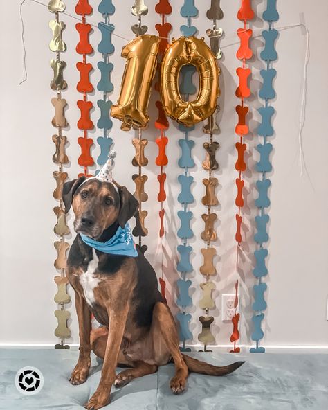 Dog bone background for your dogs birthday photo op! Bone Background, Backdrop Inspiration, Pet Event, Dogs Birthday, Animal Adoption, Dog Walk, Grooming Salon, Photo Board, Vet Clinics