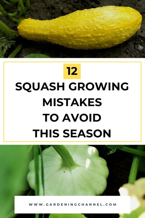 crookneck and pattypan squash with text overlay twelve squash growing mistakes to avoid this season Squash In Raised Beds, When To Harvest Squash, Planting Squash, Squash Garden, Growing Butternut Squash, Squash Growing, Baby Squash, Canned Squash, Squash Flowers