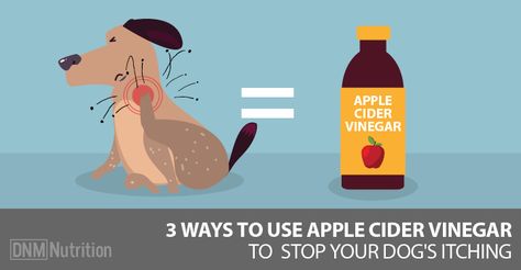 When you have a dog suffering from itchy skin or ears, you’ll do just about anything to help. I know I have. And the more things we try, the more we buy… and things start getting expensive. So it’s nice when finding an itch-reliever is as easy as walking to your kitchen cupboard and grabbing … Itching Remedies, Dog Itching Remedies, Diy Dog Shampoo, Coconut Oil For Dogs, Dog Remedies, Apple Cider Benefits, Dog Itching, Oils For Dogs, Dog Allergies