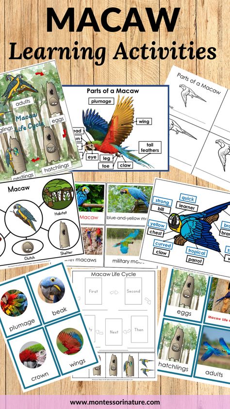 When it comes to exploring different continents, one region that captures the imagination of young learners is South America. This resource includes information on the macaw’s life cycle, anatomy, characteristics, interesting facts, and various types of this magnificent species. With three-part cards, information cards, diagrams, and student booklets, students will have a wealth of interactive materials to deepen their understanding of South America and its unique biodiversity. South America Preschool, Cycle Parts, Montessori Classroom, Learning Objectives, Visual Aids, Montessori Activities, Student Engagement, Life Cycles, Hands On Activities