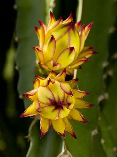 Thanh Long, Beautiful Flowers, Cactus, Plants, Flowers, Art