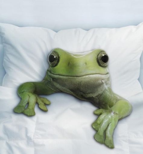 Sleepy frog.... #frog Funny Frog Pictures, Journey With God, Frog Quotes, Gray Tree, Frog Pictures, Frog Decor, Frog Prince, Frog Design, Funny Frogs