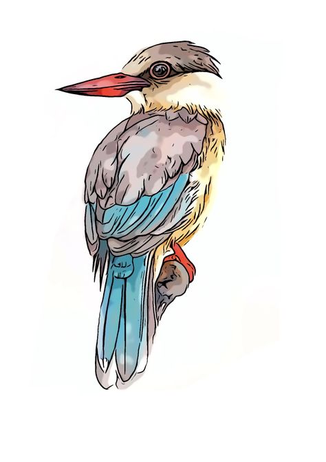 Kookaburra Drawing, Watercolor Birds, Art Drawings Sketches Pencil, Bird Artwork, Watercolor Flowers Paintings, Amazing Drawings, Watercolor Drawing, Watercolor Bird, Watercolor Animals