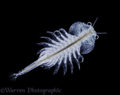 The Brine Shrimp, under a half inch long, has been sold as the pet Sea Monkey. (Male shown.) Weird Sea Creatures, Sea Monkeys, Microscopic Photography, Brine Shrimp, Amazing Animal Pictures, Pond Life, Water Life, Crustaceans, Weird Creatures