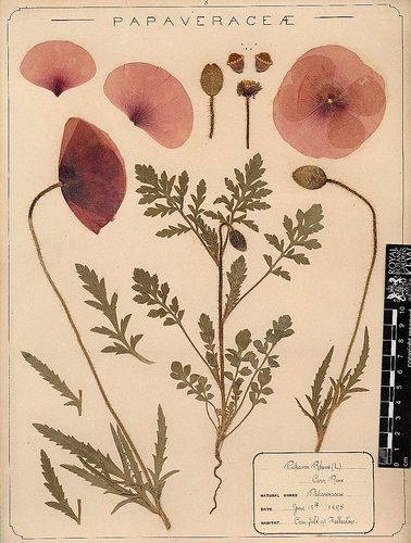 Herbarium specimen of common poppy (Papaver rhoeas) | Flickr - Photo Sharing! Illustration Book, Illustration Blume, Illustration Botanique, Pink Poppies, Vintage Botanical Prints, Images Vintage, Scientific Illustration, Botanical Drawings, Vintage Botanical