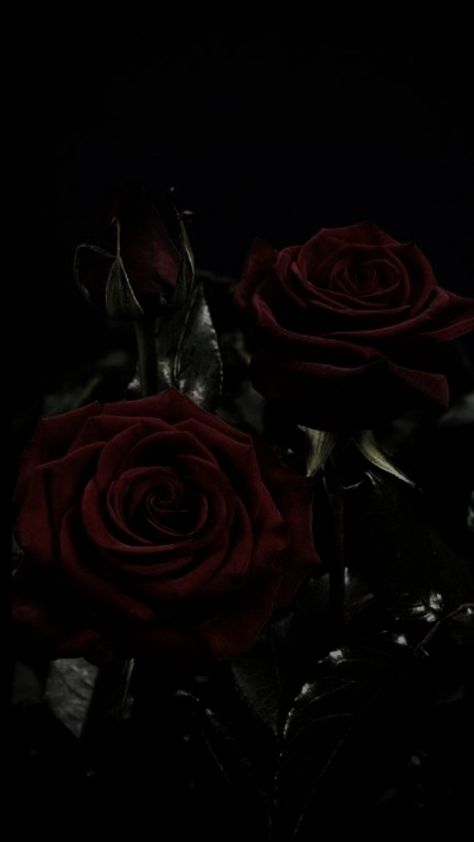 Dark Red Roses, Dark Books, Aesthetic Roses, Rosé Aesthetic, Rose Wallpaper, Ruby Rose, Red Aesthetic, Blood Pressure, Book Aesthetic