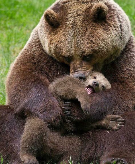 A Massive Brown Bear With Her Cub Fat Animals, Kodiak Bear, Black Bear Cub, Funny Bears, Bear Pictures, Love Bear, Bear Cubs, Bear Art, Grizzly Bear