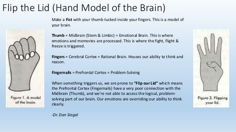 Related image Model Of The Brain, Nurture Room, Social Work Activities, Whole Brain Child, Brain Models, Compassion Fatigue, Conscious Discipline, Mindfulness Practices, Clinical Social Work