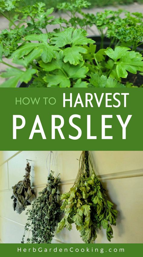 Learn the best techniques for harvesting parsley and storing it for later use. Discover how to keep your parsley plants healthy and thriving. Harvesting Parsley, Harvest Parsley, Parsley Plant, Growing Cilantro, Garden Cooking, Garden Food, Useful Tips, Herb Garden, Parsley