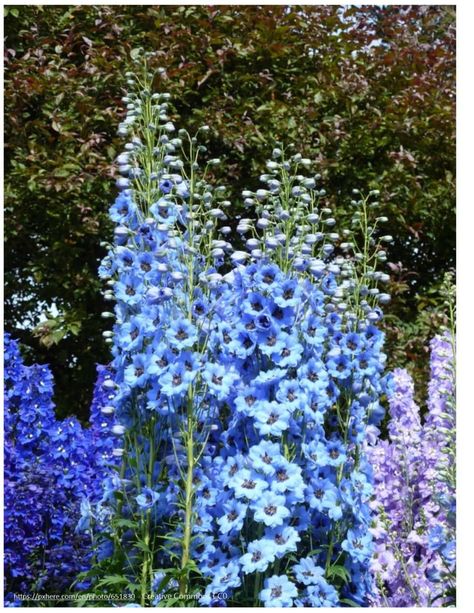 Perennials for zone 3 that are incredibly easy to grow | Make it a Garden Delphinium Elatum, Perennial Garden Plans, July Birth Flower, Larkspur Flower, Tattoo Plant, Best Perennials, Shade Perennials, Blue Garden, Garden Kits