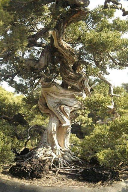 TYWKIWDBI      ("Tai-Wiki-Widbee"): Life lesson from a twisted tree Weird Trees, Bristlecone Pine, Juniper Tree, Twisted Tree, Matka Natura, Old Tree, Old Trees, Ancient Tree, Unique Trees