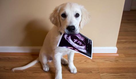 10 Baby Announcements with Dogs That Will Make You Squee | Rover Blog Dog Baby Announcement, Dog Pregnancy Announcement, Creative Pregnancy Announcement, Cute Pregnancy Announcement, Photos With Dog, Baby Announcements, Getting A Puppy, Foto Baby, Baby Reveal