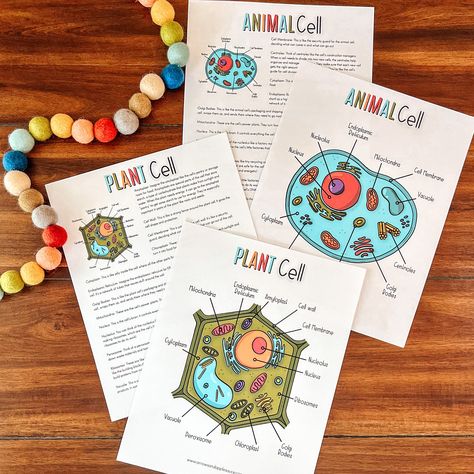 Let's compare and learn about plant and animal cells! This 14 page PDF includes both the Plant Cell Activity Set and the Animal Cell Activity Set, plus a compare and contract Venn diagram page. A perfect set for a homeschool science lesson or homework helper for ages eight and up. This digital file includes: Plant Cell mini poster Animal Cell mini poster Plant Cell matching activity (in color and black and white) Animal Cell matching activity (in color and black and white) Facts and vocabulary p Plant Cell And Animal Cell Diagram, Plant Cell Activity, Animal Cell Activity, Plant Cell Drawing, Animal Cell Diagram, Animal Cell Anatomy, Letter Anatomy, Cell Anatomy, Plant Cell Project