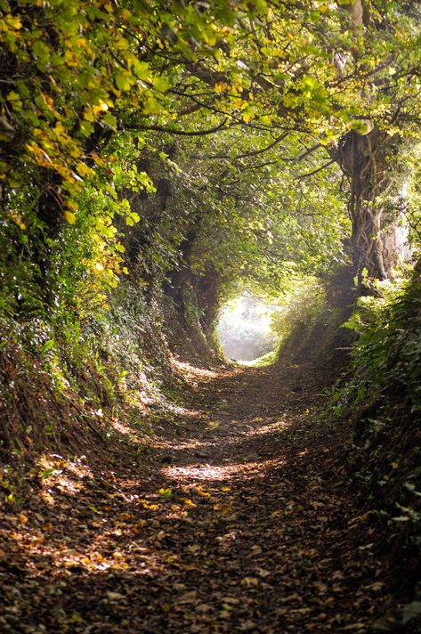 It's only a little lane but holds all that I think of as magic, everytime I go there is different, covered in snow, a canopy of leaves, the sun streaming, shadows I just love this place and have grown up with this lane... (Wales, UK) by Sharon Jones-Williams cr.c. Canopy Of Trees, Sharon Jones, Tree Tunnel, Wales Uk, Walk In The Woods, Secret Places, Grown Ups, Nature Aesthetic, Magical Places