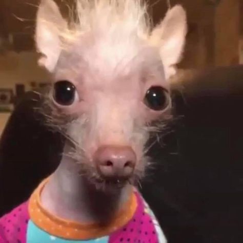 Chihuahua With Wig, Rat Dog, Ugly Dogs, Goofy Dog, Dog Line Art, Creepypasta Cute, Chihuahua Funny Memes, Funny Animal Photos, Funny Dog Memes