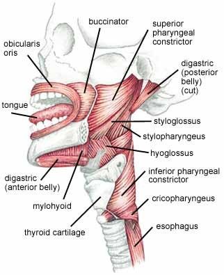 Vocal Anatomy, Medical Language, Anatomy Of The Neck, Dysphagia Therapy, Anatomy Head, Myofunctional Therapy, Vocal Cords, Dental Hygiene School, Dental Anatomy