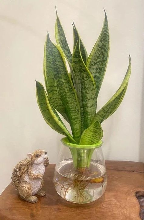 Snake Plant In Water, Snake Plant Indoor, Snake Plant Varieties, Plant In Water, Water Plants Indoor, Tanaman Air, Plants Grown In Water, Snake Plant Care, Plants In Jars