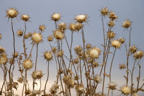 Dried thistle plants in Tuscany. Dried thistle plants against sky in Tuscany, It , #Aff, #plants, #thistle, #Dried, #Italy, #sky #ad Dried Thistle, Thistle Plant, Digital Design Trends, Tuscany Italy, Medicinal Plants, Tuscany, Dried Flowers, Dandelion, Digital Design