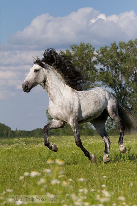 Dapple Grey Horses, Cai Sălbatici, Rasy Koni, Beautiful Horse Pictures, Horse Inspiration, Akhal Teke, Andalusian Horse, Horse Aesthetic, Most Beautiful Horses