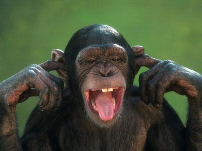 Work with Chimpanzees, monkeys & Gorillas Monkey Pictures, Great Ape, Your Spirit Animal, A Monkey, Monkeys Funny, صور مضحكة, Primates, Funny Animal Pictures, Spirit Animal