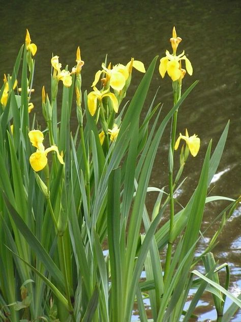 Water Iris, Iris Plant, Yellow Iris, Growing Irises, Bog Plants, Bog Garden, Outdoor Water Features, Fountains Backyard, Natural Pond