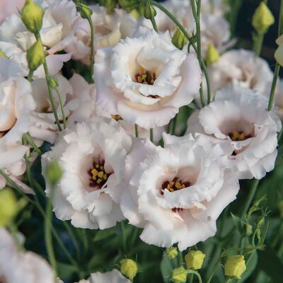 Blush Lisianthus, Prairie Gentian, Gentian Flower, Strawberry Seed, Bush Beans, Deep Maroon, Heirloom Vegetables, Plant Spacing, Fresh Cut Flowers