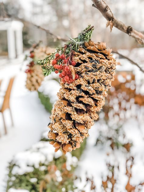 How to Make Pinecone Bird Feeders – Elizabeth Grace Gardens Birdseed Pinecones Peanut Butter, Pinecone Bird Feeder, Peanut Butter Pinecone Bird Feeder, Pinecone Bird Feeder Kids, Winter Bird Feeders, Elizabeth Grace, Pine Cone Bird Feeder, Bird Seed Ornaments, Homemade Bird Feeders