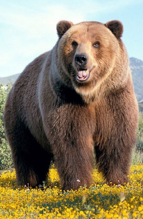 Facts About Bears, Beruang Grizzly, Animals Of North America, Grizzly Bears, Bear Tattoos, Bear Images, Brown Bears, Bear Photos, Bear Pictures