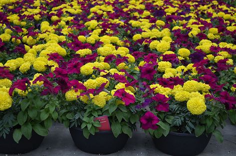 Marigolds And Petunias, Petunias, Garden Inspiration, Fall Colors, Flowers, Plants, Color