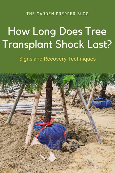 how long does tree transplant shock last How To Transplant A Tree, Tree Transplanting, Shade Perennials, Root Growth, Potted Trees, Replant, Big Tree, Japanese Maple, Shade Plants