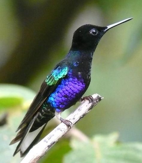 Velvet-Purple Coronet Purple Hummingbird, Hummingbird Pictures, Velvet Purple, Most Beautiful Birds, Rare Birds, Pretty Birds, Colorful Birds, Little Birds, Magical Creatures