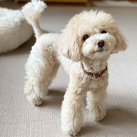 Small Dog Haircut, Poodle Haircut Styles Teddy Bears, Miniature Poodle Cuts, Bichon Frise Haircut Styles, Toy Poodle Haircut Teddy Bears, Toy Poodle Puppy Cut, Miniature Poodle Haircuts, Poodle Teddy Bear Cut, Poodle Puppy Cut