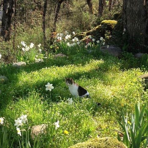 Green Calm Aesthetic, Nature Animals Aesthetic, Daisycore Aesthetic, Cat In Flowers, Cute Plants Aesthetic, Fairytale Place Aesthetic, Garden Core, Cat In Nature, Animals In Nature