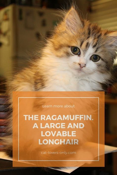 The Ragamuffin cat breed, related to its older cousin, the Ragdoll, is large and loveable. #ragamuffincat #ragamuffins #cats Ragamuffin Kittens, Baby Pomeranian, Ragamuffin Cat, Dog Food Delivery, Ragamuffin, Emotional Support Animal, Ragdoll Kitten, Cat Breed, Lost Cat