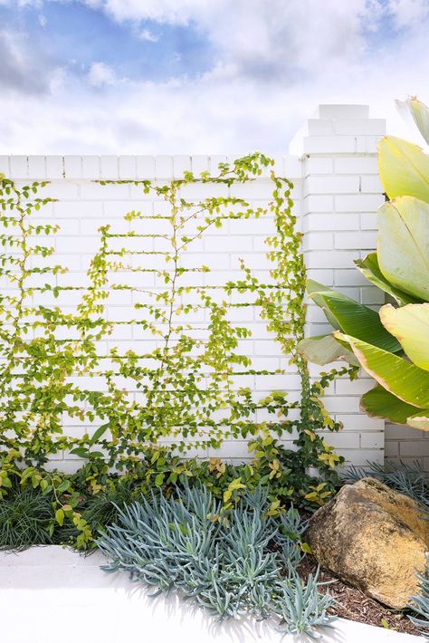 An expansive Gold Coast garden is transformed into a contemporary haven | Home Beautiful White Brick Fence, Creeping Fig, Narrow Garden, Outdoor Renovation, Brick Fence, Water House, Coastal Gardens, White Brick, Garden Oasis