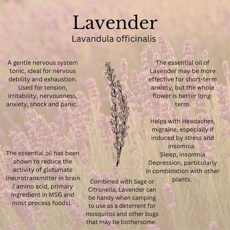 Lavender is a well known and widely used herb by many. Known for its relaxing, calming and sedative properties lavender has much more to offer to us when we connect with it deeper. Check out my newest blog monograph all about lavender! 🪻link is in the bio! #herbs #herbalentrepreneur #herbalmedicine #alternativehealing #lavender #healyourself #monograph Herbal Properties, Best Herbs To Grow, Lavandula Officinalis, Herbs For Hair, Best Herbal Tea, Natural Philosophy, Lavender Benefits, Herbal Plants, Herbal Healing