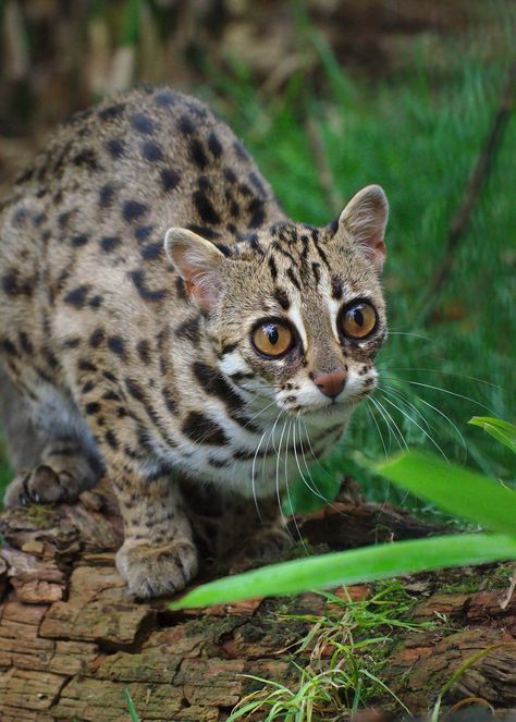 https://flic.kr/p/wetauk | Leopard Cat | At the Cat Survival Trust in Welwyn. Cats That Look Like Leopards, Melanistic Leopard, African Serval Cat, Tsushima Leopard Cat, Asian Cat, Asian Leopard Cat, Small Wild Cats, Leopard Cat, Cheetahs