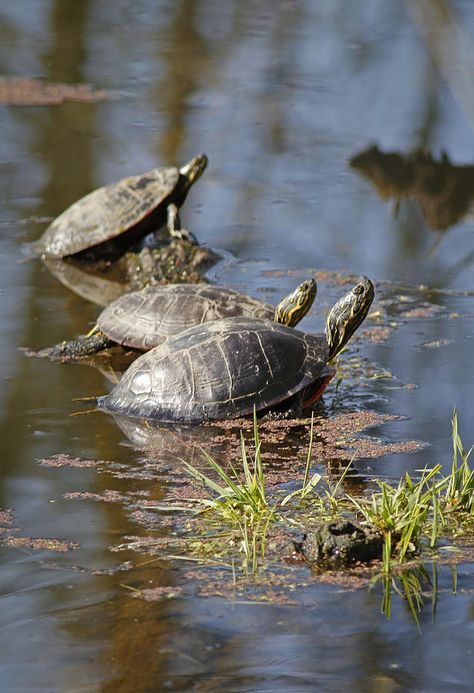 Turtle In Water, Park Animation, Athena Mckinzie, Turtle Images, Turtle Pond, Animal Reference, Living Art, Turtle Art, Three Friends